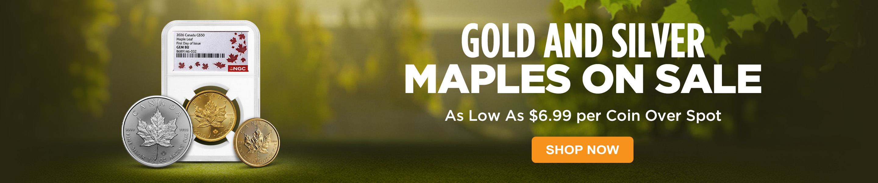 Gold & Silver Maples on Sale