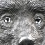 2007 Mongolia Silver 500 Togrog Wolverine Gulo Gulo