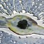 2013 Cook Islands Proof Silver $5 Chelyabinsk Meteorite