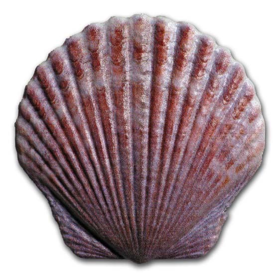 2019 Fiji 10 gram Silver Castaway Colorized Seashell Proof 2019 Fiji 10 gram Silver Castaway Colorized Seashell Proof