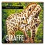 2024 Australia 1 oz Gold $100 Giraffe BU (w/Box & COA)