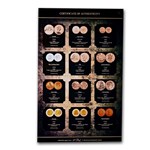 World Ship Collection 12 Coins from Around the World